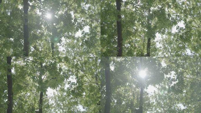 4k实拍阳光透过树叶