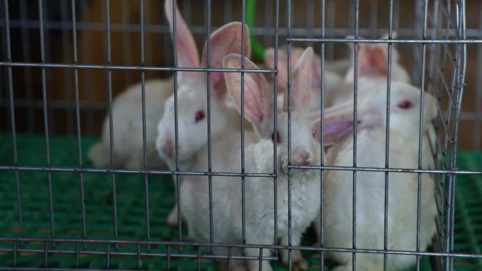 兔子饲养 繁殖 畜牧业