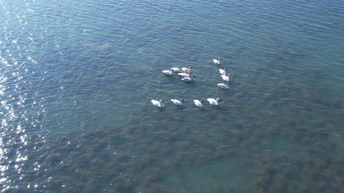 航拍苏州太湖水面小天鹅