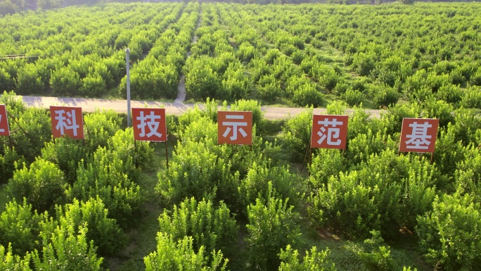 航拍绿色柠檬园基地