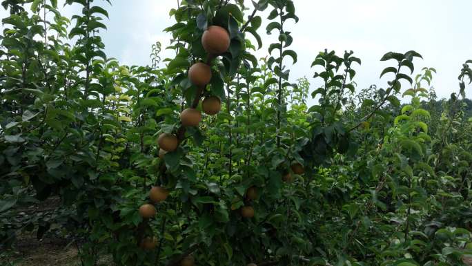 水果梨子丰收