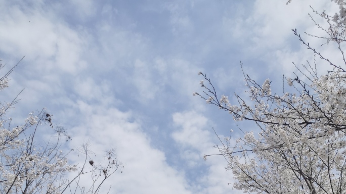 春天浪漫樱花路