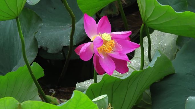 白露时节荷花