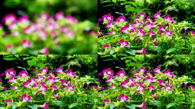 9月13秋天 喇叭花 转场 中景 空镜头