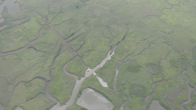 4K-Log-上海青草沙水库湿地潮汐树