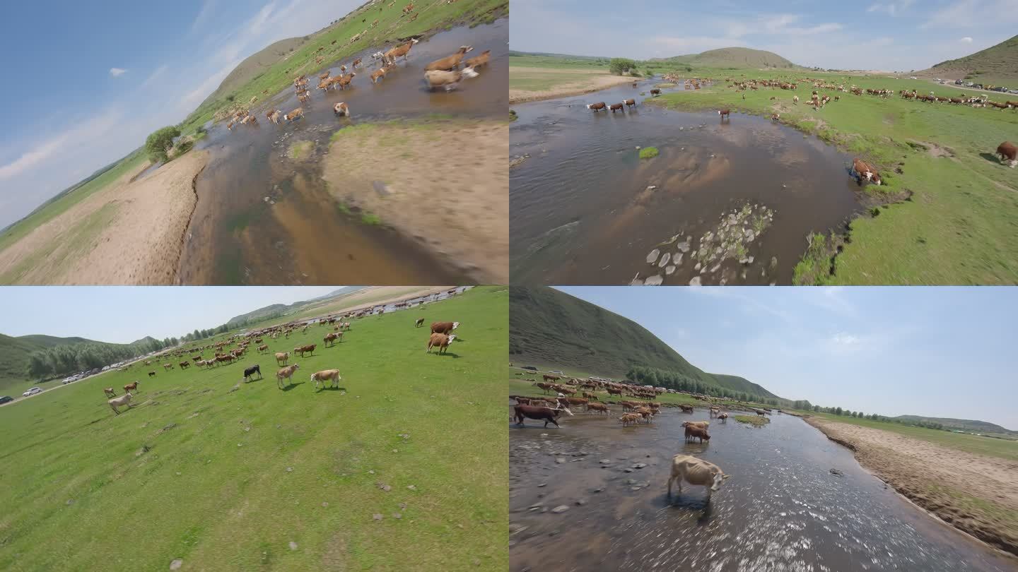 穿越机航拍内蒙古多伦县玛瑙山自然景观牛羊