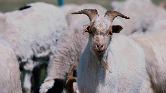 （4K阿莱电影机）草原山羊羊群放牧