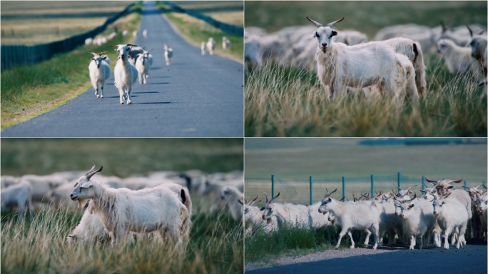 【合集】内蒙大草原山羊羊群放牧牧场