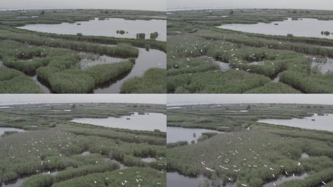 4K-Log-上海青草沙水库湿地过冬候鸟