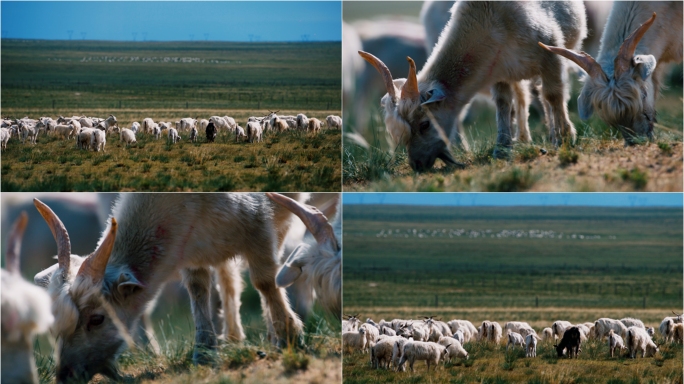 （4K电影机拍摄）草原山羊羊群放牧