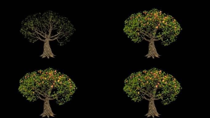 苹果树生长动画-带透明通道