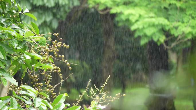 雨季密林下雨2/2