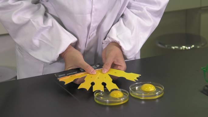 种蛋测量 打开鸡蛋 比色卡比对蛋黄颜色