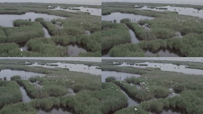 4K-Log-上海青草沙水库湿地过冬候鸟