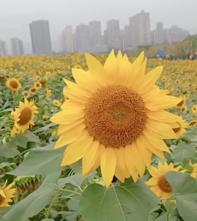 重庆巴南区向日葵