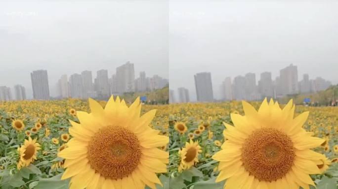 重庆巴南区向日葵