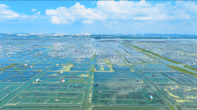 阳澄湖大闸蟹水产养殖业渔场