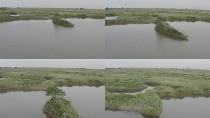 4K-Log-上海青草沙水库江心洲湿地