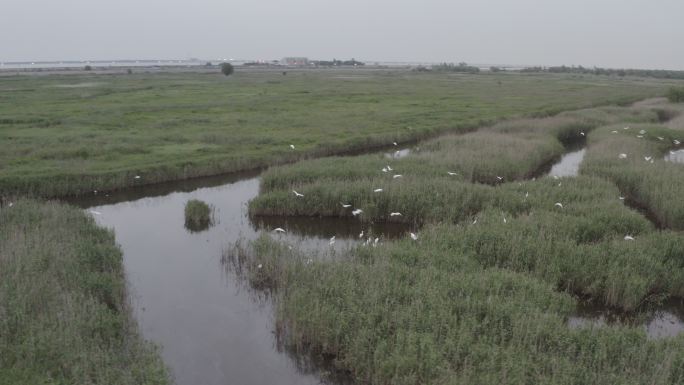 4K-Log-上海青草沙水库湿地过冬候鸟