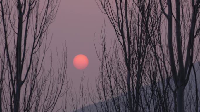 树梢间的夕阳日落空镜头