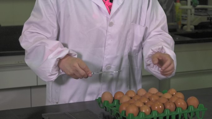 鸡蛋测量 游标卡尺 测量种蛋直径 横径