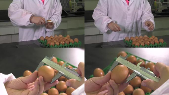 鸡蛋测量 游标卡尺 测量种蛋直径 横径