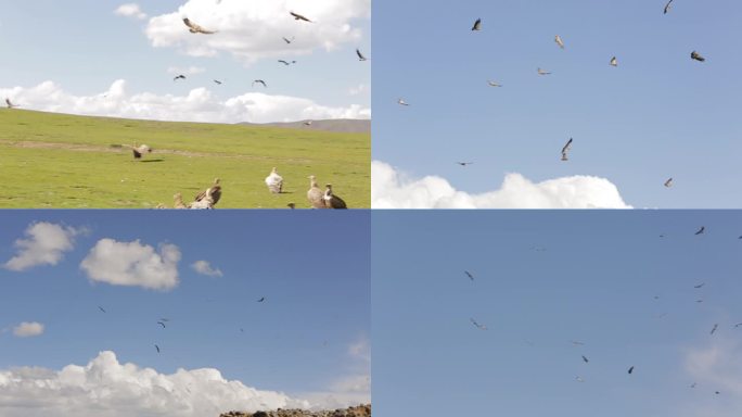 C翱翔的秃鹫4K实拍视频