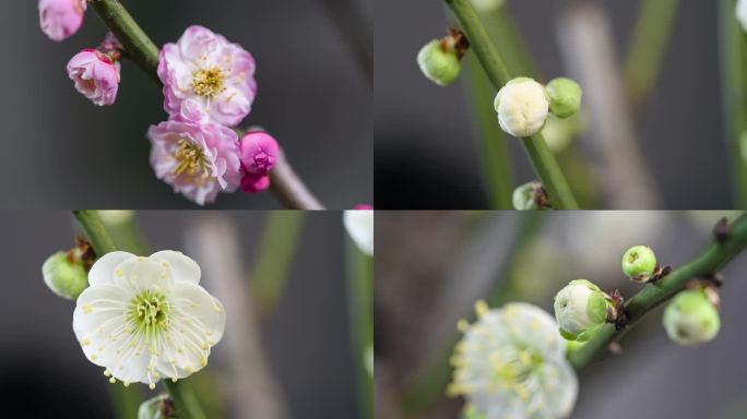 花开4k延时