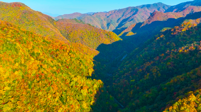 秦巴山区秋天、秋色 红叶彩色森林