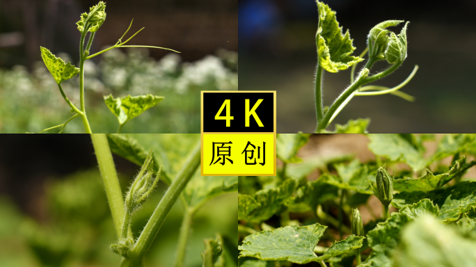 瓜藤-丝瓜-瓜藤-种植-藤蔓-瓜果-植物