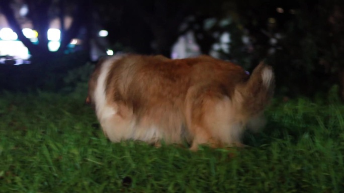 晚上广场遛狗