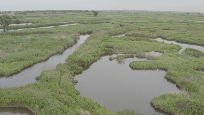 4K-Log-上海青草沙水库江心洲湿地