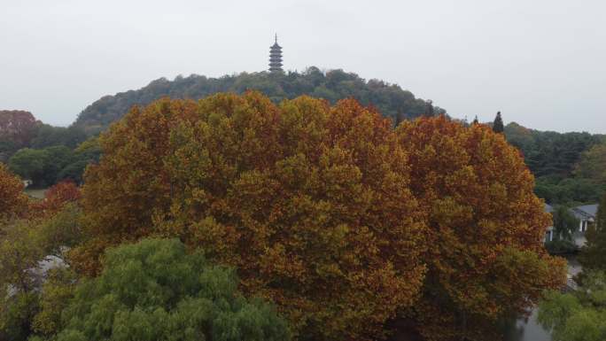 焦山秋景