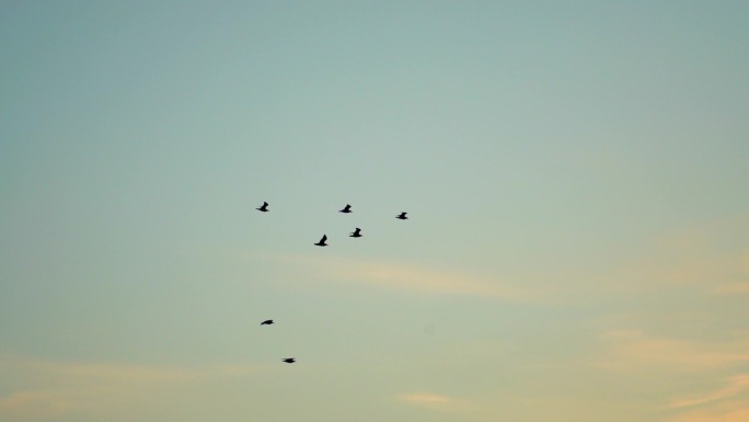 天空鸟群飞