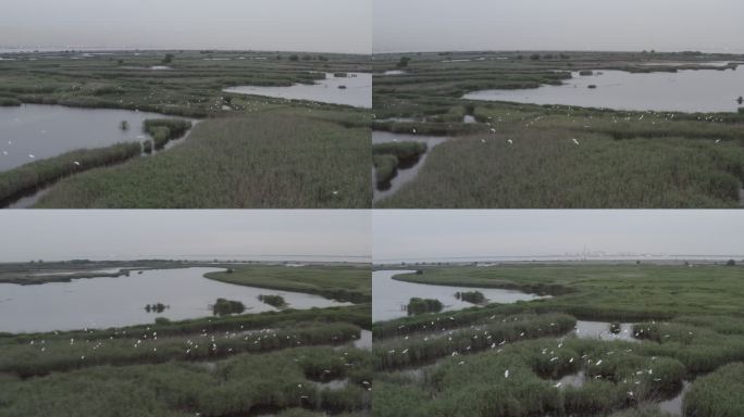 4K-Log-上海青草沙水库湿地过冬候鸟