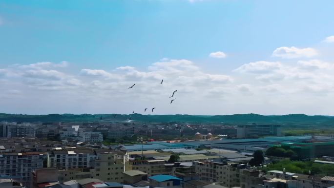 城市上空鸟儿成群飞过 鸽子从城市上空飞过