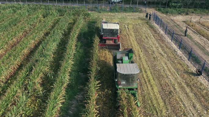 航拍 机械化 收获 大豆 玉米 套种