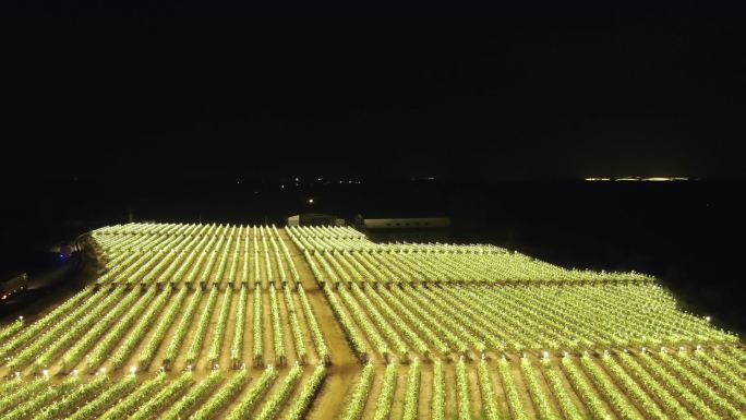 海南火龙果种植基地夜景无人机航拍视频合集