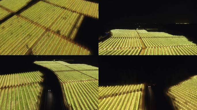 海南火龙果种植基地夜景无人机航拍视频合集