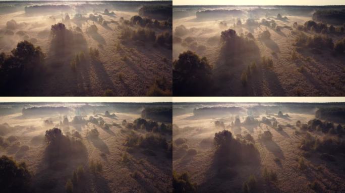 明亮的雾蒙蒙的早晨在草地上.乡村树木间雾气的美丽录像