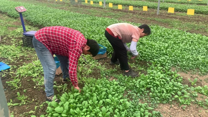 蔬菜保供基地老年工人采摘鸡毛菜