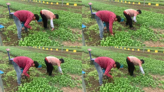 蔬菜保供基地老年工人采摘鸡毛菜