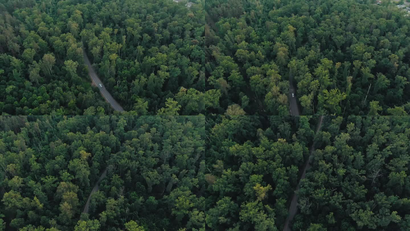 黄昏时分在森林中行驶的白色汽车空中  视图。电影无人机拍摄飞越松树林的砾石路