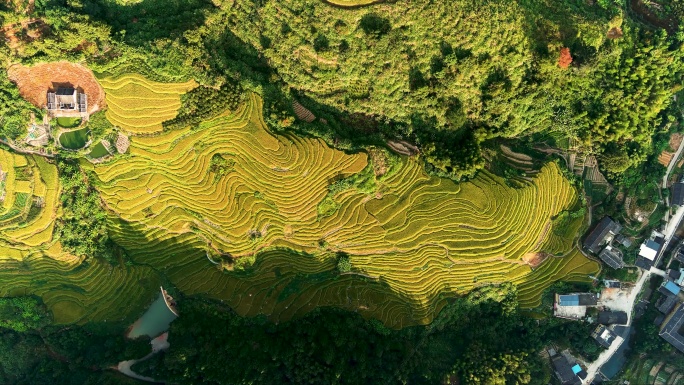 秋天的田螺坑土楼风光