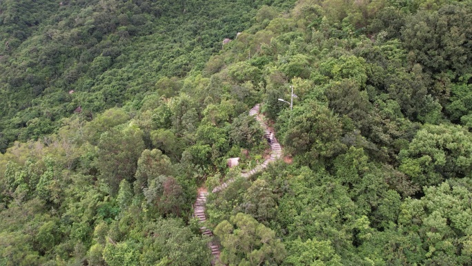 森林 山野 树林 青山