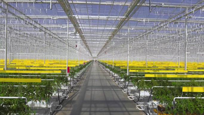 西红柿植物在一个大的温室里，生长在一个特殊的设备上。
