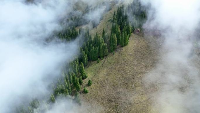 云雾森林绿色生态天然氧吧森林覆盖率