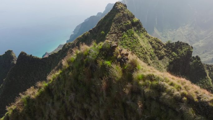 夏威夷荒野的山羊家族。山羊在纳帕利海岸自然公园的绿色山丘上放牧，背景是考艾岛的电影海岸。一群可爱的山