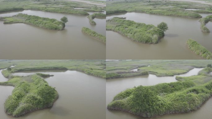 4K-Log-上海青草沙水库江心洲湿地