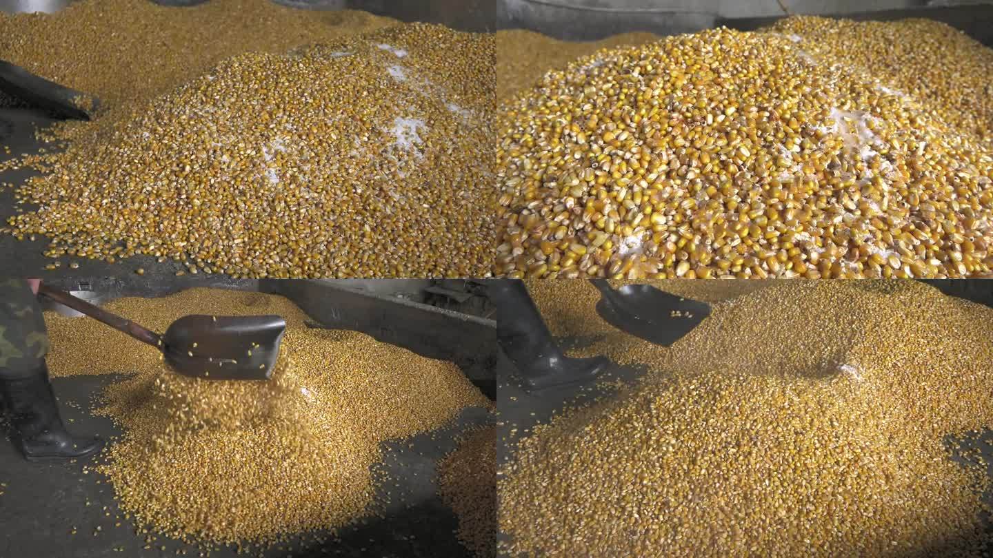 煮熟的玉米颗粒 加入盐 搅拌 拌匀的饲料